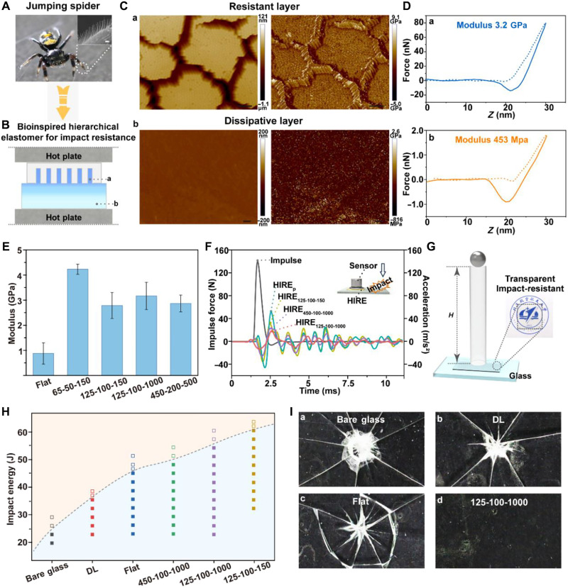 Falling-Ball Impact result: The image shows bioinspired hierarchical elastomers for impact resistance enabled by mechanical enhancement of nanostructures via ch