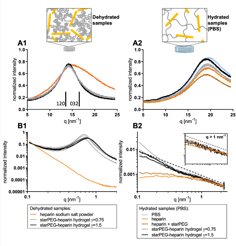 Small-/Wide-Angle X-ray result: The plot shows x-ray diffraction analysis of starPEG-heparin hydrogels. Diffraction patterns were recorded at three distinct mea