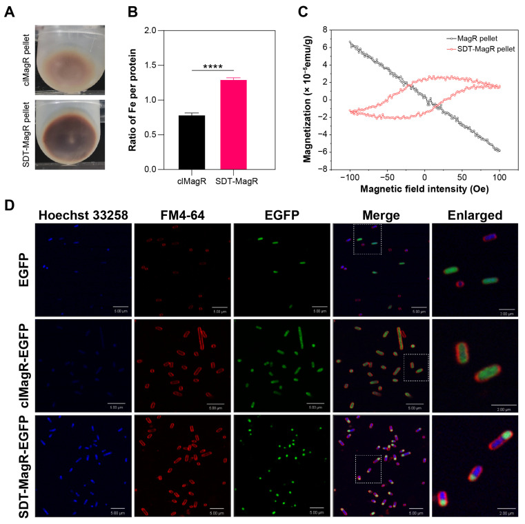 SQUID/MPMS result: The result shows differential expression patterns of SDT compared to clMagR in E