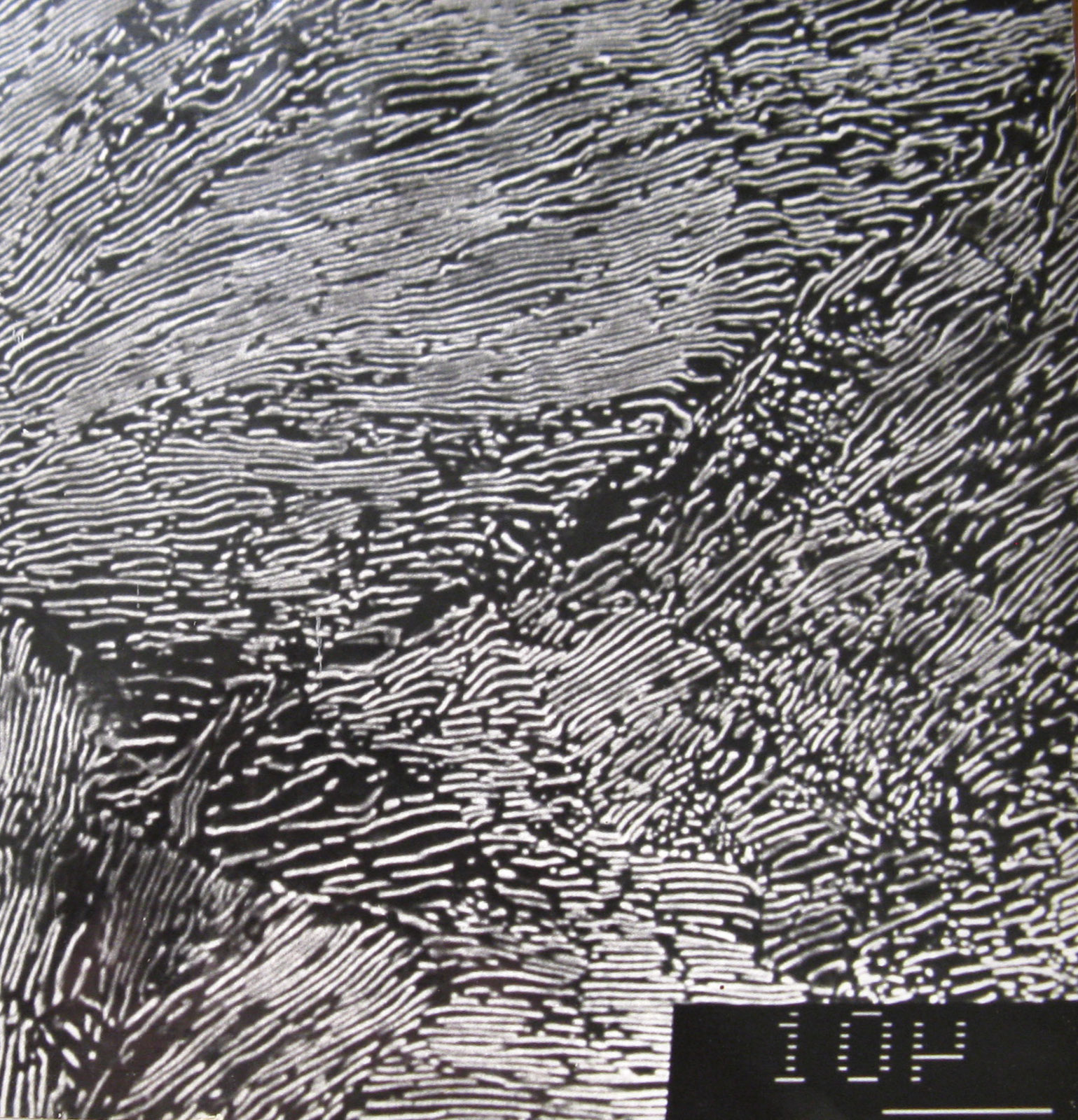 SEM micrograph of lamellar pearlite in eutectoid steel